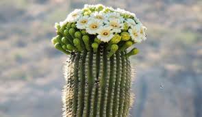 We did not find results for: Cacti Desert Succulents Saguaro National Park U S National Park Service
