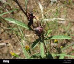 Image result for Dicoma anomala