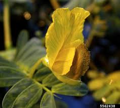 Image result for Aeschynomene fluitans