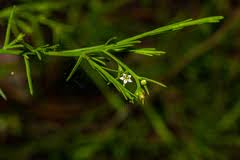 Image result for Thesium magnifructum