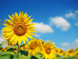 Their unusual anatomy led to this plant receiving. Annual And Perennial Sunflowers