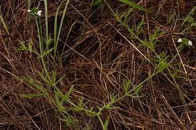 Image result for Leucas milanjiana