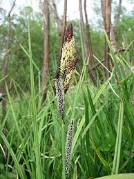 Image result for Carex mildbraediana