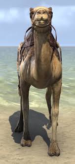 Bit.ly/1ipmiyj find us on facebook while i was explaining how to say 'he holds a grudge' in arabic which is he is spiteful like a camel, the camel tried to spit at me. Eso Fashion Hammerfell Camel Elder Scrolls Online