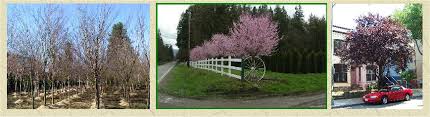 Thundercloud flowering plum tree has purple branches that begin to swell with endless flower buds. Thundercloud Plum Trees Available In Washington State And Shipped Nationwide
