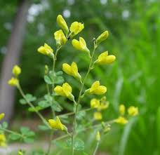 Image result for Tinnea vesiculosa