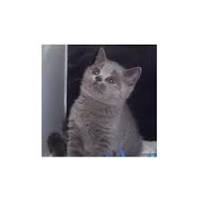 Bengal kittens, savannah kittens, serval kittens and cracal kittens in our large breeding program, all of our kittens are exposed to an appropriate amount of uv lighting. Registered Russian Blue Cat Breeders In Sydney