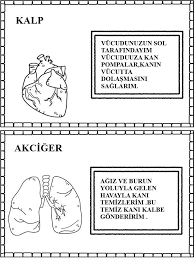 Serpil Guney Adli Kullanicinin Organlarimiz Panosundaki Pin Evde Egitim Okul Oncesi Yaslar Icin Montessori Yontemi Okul Oncesi