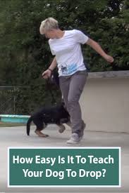 Teach Your Dog To Drop This Is The First Step For Many Training Exercises Dog Training Dog Training Obedience Dog Training Techniques