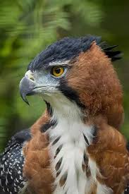 Iliyana Petrova Google Yirtici Kuslar Hayvan Eagles