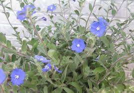 アメリカンブルーの育て方 花をたくさん咲かせる摘心や切り戻し 冬越し対策 Lovegreen ラブグリーン