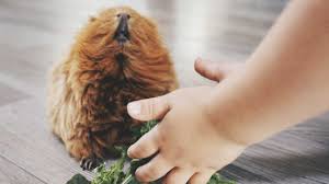 And talk about low maintenance — you don't even have to. 8 Best Pets For Kids What Type Of Pet Is Best For You