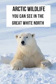 Polar Bears Live In The Arctic Near The North Pole Arctic Animals 30 Species Of Arctic Birds Mammals Whales In 2020 Arctic Animals Mammals North Pole Animals