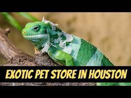 There are also many species that we have the ability to get in but do not keep in store such as hoof stock, etc. Exotic Pet Store In Houston Pet Store Exotic Animals In Houston Youtube