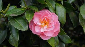 24 Winter Flowers That Will Add Vibrant Color To Your Garden Japanese Garden Winter Flowers Japanese Garden Plants