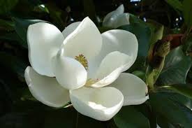 Magnolia Southern Magnolia Magnolia Grandiflora Creamy White Fragrant Bloom Zone 5 Magnolia Flower Southern Magnolia Flower Stock Photography