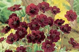 Chocolate Brown Cosmos Flowers Rare Flowers Chocolate Cosmos Most Beautiful Flowers