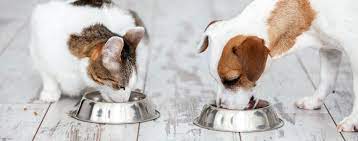 Why Cat Food And Dog Food Is Not The Same Hartz Free Dog Food Dog Food Recipes Grain Free Dog