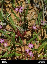 Image result for Gisekia