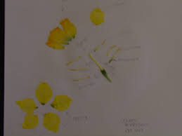 Hsacaddept Science Mkilmartin Mkflower Plant Science Science Botany