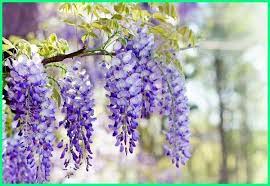 10 Bunga Yang Paling Wangi Hadirkan Keindahannya Di Tamanmu Dunia Fauna Hewan Binatang Tumbuhan Menanam Bunga Wisteria Bunga