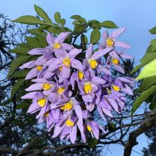 Image result for Solanum seaforthianum