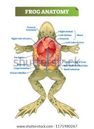 Jul 16, 2015 · nerves branch out from the spinal cord. Shutterstock Puzzlepix