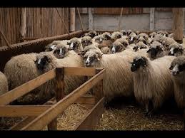 We did not find results for: Oi Si Cal Sheeps And One Horse Youtube