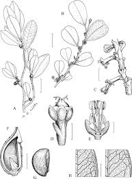 Image result for Paranecepsia