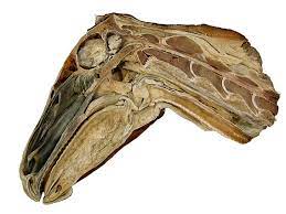When you were a baby, you had tiny hands, tiny feet, and tiny everything! Camel Sauropod Vertebra Picture Of The Week
