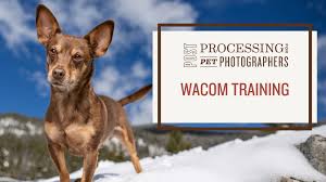 We did not find results for: Hair Of The Dog Academy