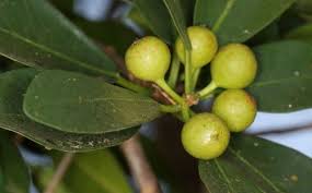 Image result for Ficus barteri