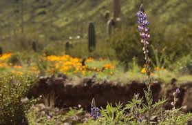 We did not find results for: Wildflowers Arizona State Parks