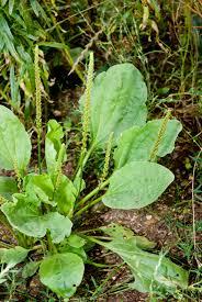 Image result for Plantago