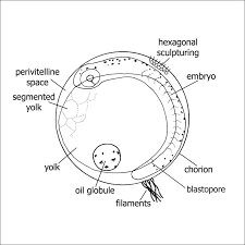 Figure01 Ichtyo Web Jpg 802 802 Symbols Letters Segmentation