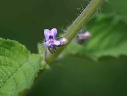 Image result for Mesosphaerum suaveolens