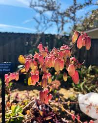 Image result for Oxyanthus strigosus