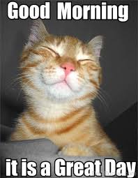 80 Good Morning Memes To Kickstart Your Day Sayingimages Com Good Morning Animals Good Morning Cat Morning Cat