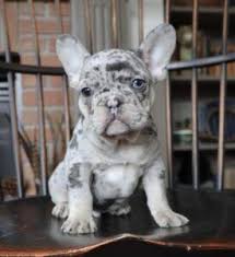 This pattern is definitely one of the most beautiful in frenchies. Breed French Bulldog Name Boss Gender Male Age 11 Weeks Status Available Price 720 Puppy Includes Akc Reg Frenchie Puppy Bulldog Puppies Puppies