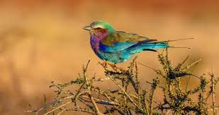 Black Bird With White Stripes On Wings And Tail South Africa Birds Of South Africa