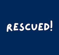 Parvo positive rottweiler puppy needs immediate placement ...