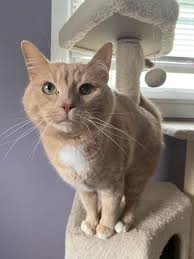 Lost orange cat with allergies in Hinesville?