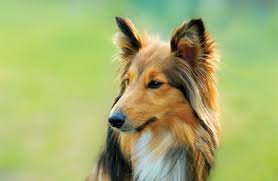 Find your product and upload your rx to start treating pet allergies, heartworm at petsmart, we never sell dogs or cats. Fully Stocked Pharmacy Dr Battier S Veterinary Clinic Camarillo California