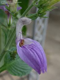 Image result for Brillantaisia cicatricosa