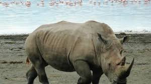 Lake nakuru nationalpark kenia anreise ✅ safari highlights und lodges ✅ flamingos und nashörner im lake nakuru nationalpark. Lake Nakuru Nationalpark In Kenia
