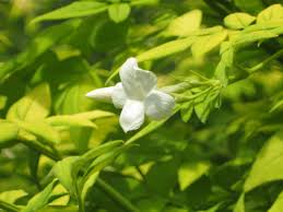Image result for Jasminum officinale