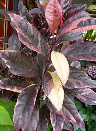 Image result for Pseuderanthemum