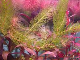 Image result for Ceratophyllum demersum