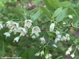 Image result for Vaccinium stanleyi