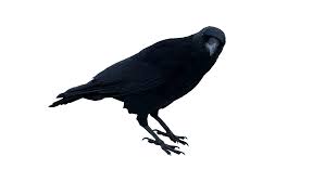 Black Crow Standing Png Image Black Crow Png Images Crow